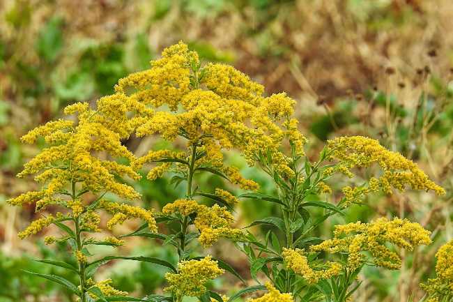 Ritenzione idrica e gonfiori? Prova in questo modo naturale