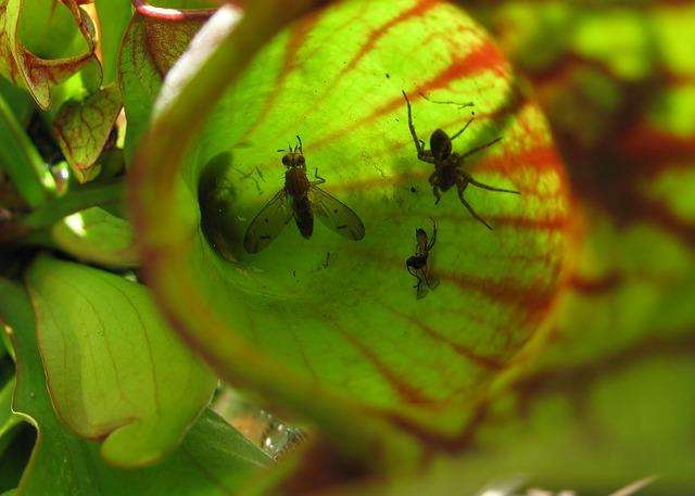 Zanzare e moscerini? Allontanale finalmente così in modo naturale