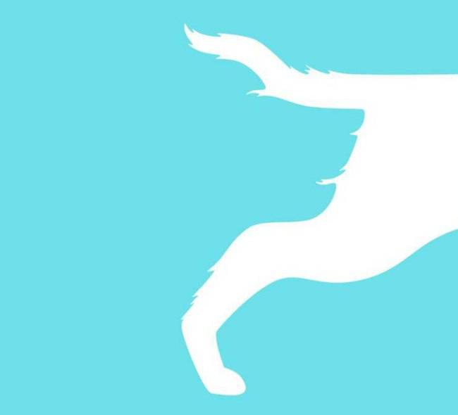 Test, vedi un muso o una coda? La risposta dice tutto di te Test, vedi un muso o una coda? La risposta dice tutto di te