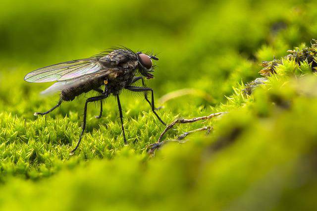 Mosche e zanzare: ecco lo spray che fa per voi