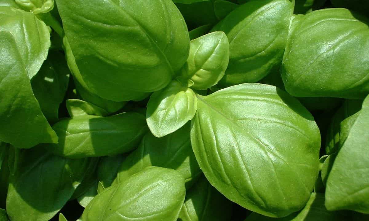 basilico appassito