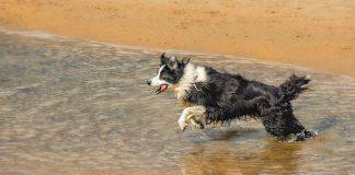 Porta i cani in spiaggia - Fai attenzione (Pexels)