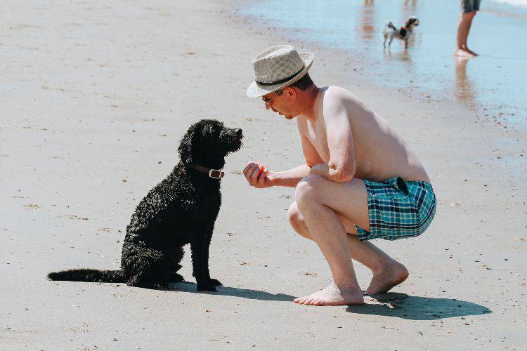 Cani in spiaggia (Pexels)
