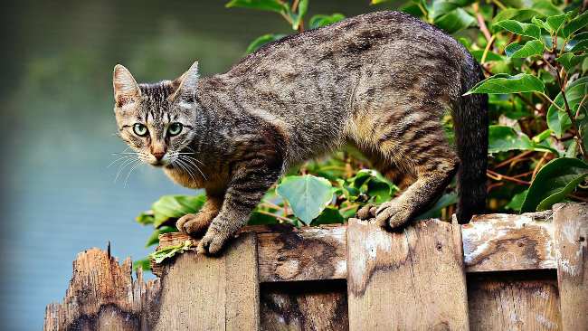 gatto eliminare odore pipì