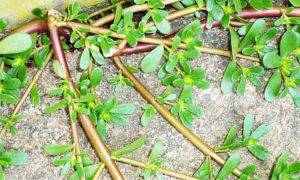 Insalata portulaca 