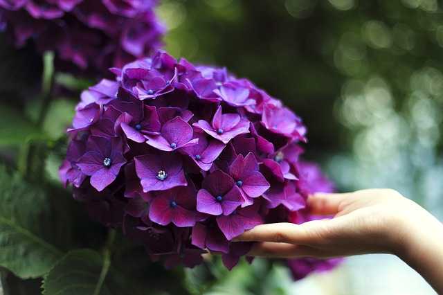 Ortensie super colorate? Il rimedio che non immagini