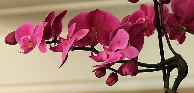 Orchidee: come prenderci cura di queste splendide piante