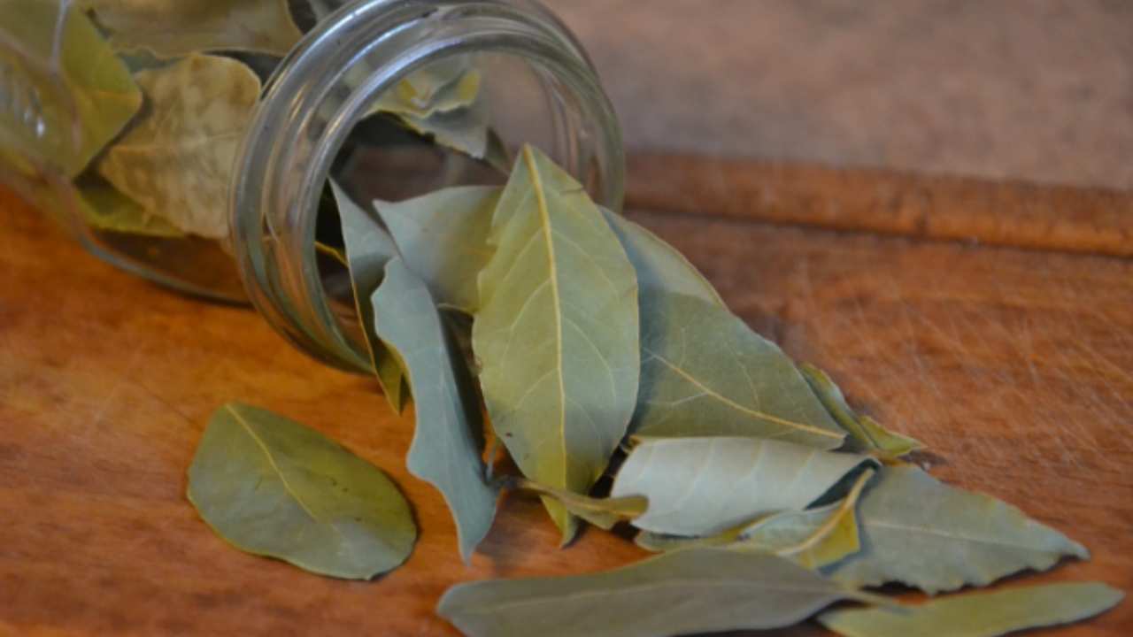 Quando vediamo la bellezza dell'alloro ciliegia e quindi la voglia di averlo in casa dobbiamo capire