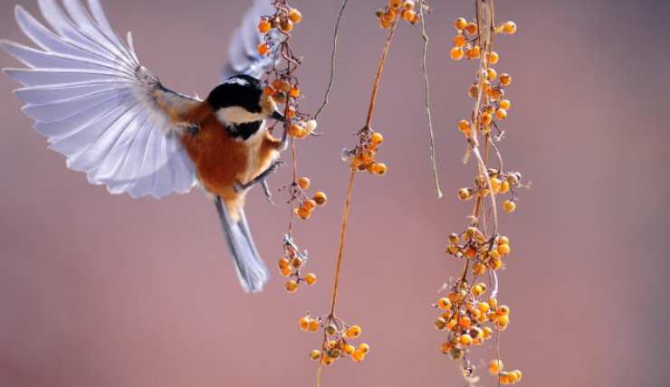 la scomparsa dell’habitat naturale per insetti e uccelli che invece vanno tutelati e protetti