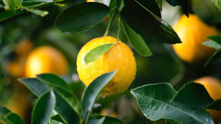 Limoni (Pexels)