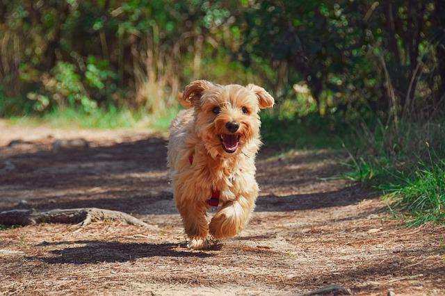 Adori gli animali? Dipende tutto dal tuo segno