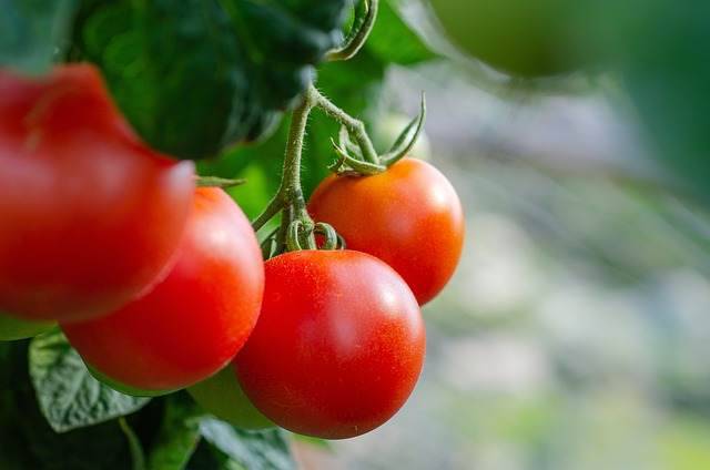 Pomodori: se li annaffi così muoio, fai attenzione