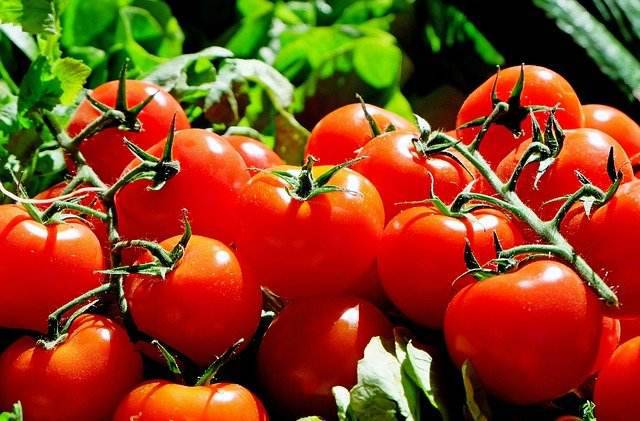 Pomodori: se li annaffi così muoio, fai attenzione