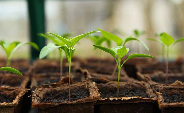 Giardinaggio: ecco perchè fa bene praticarlo