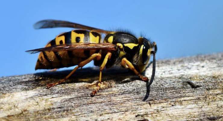 A volte questi frutti che consumiamo possono ospitare una vespa morta,