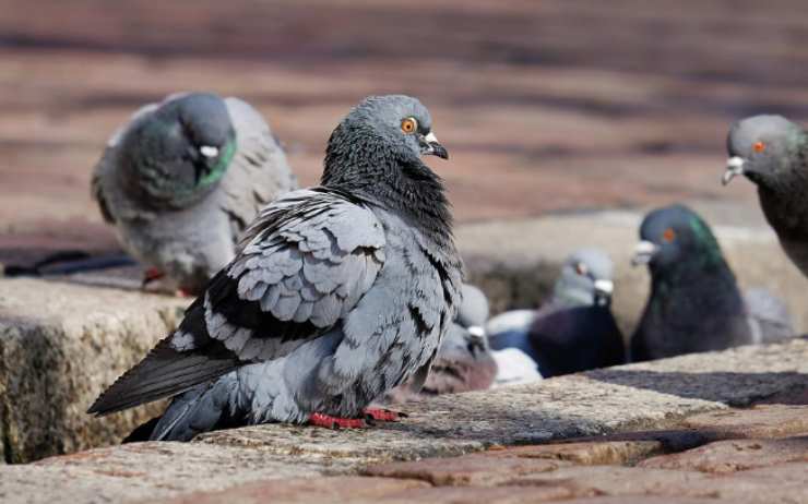 Piccioni in città, spesso hanno le zampe mutilare, dipende dai tuoi capelli! Piccioni in città, spesso hanno le zampe mutilare, dipende dai tuoi capelli!