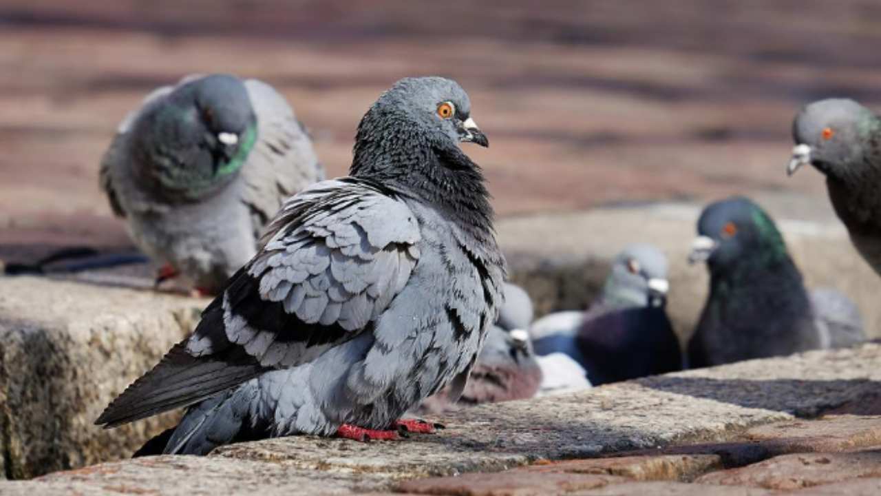 Piccioni in città, spesso hanno le zampe mutilare, dipende dai tuoi capelli!