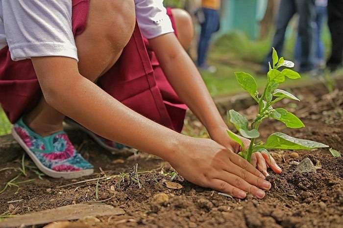 Giardinaggio: ecco perchè fa bene praticarlo