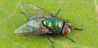 Mosca (Disinfestazione)