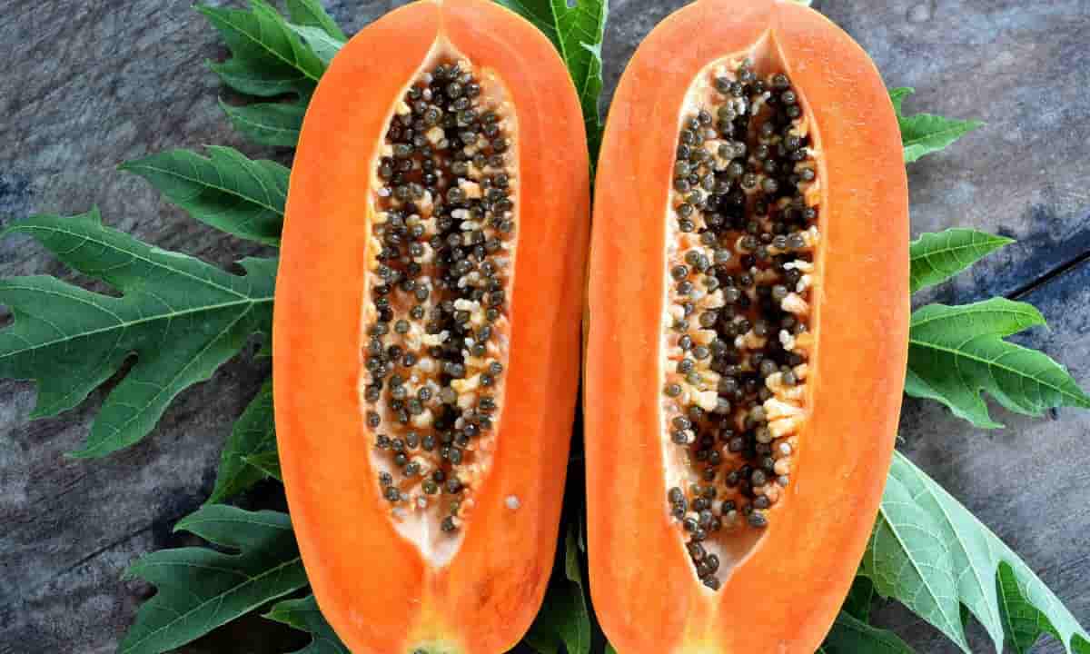 Papaya fermentata