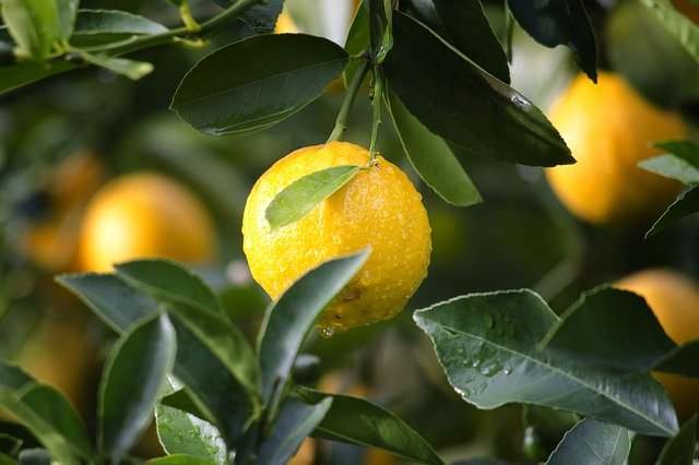 Pasta al limone? Buona, veloce e fa bene