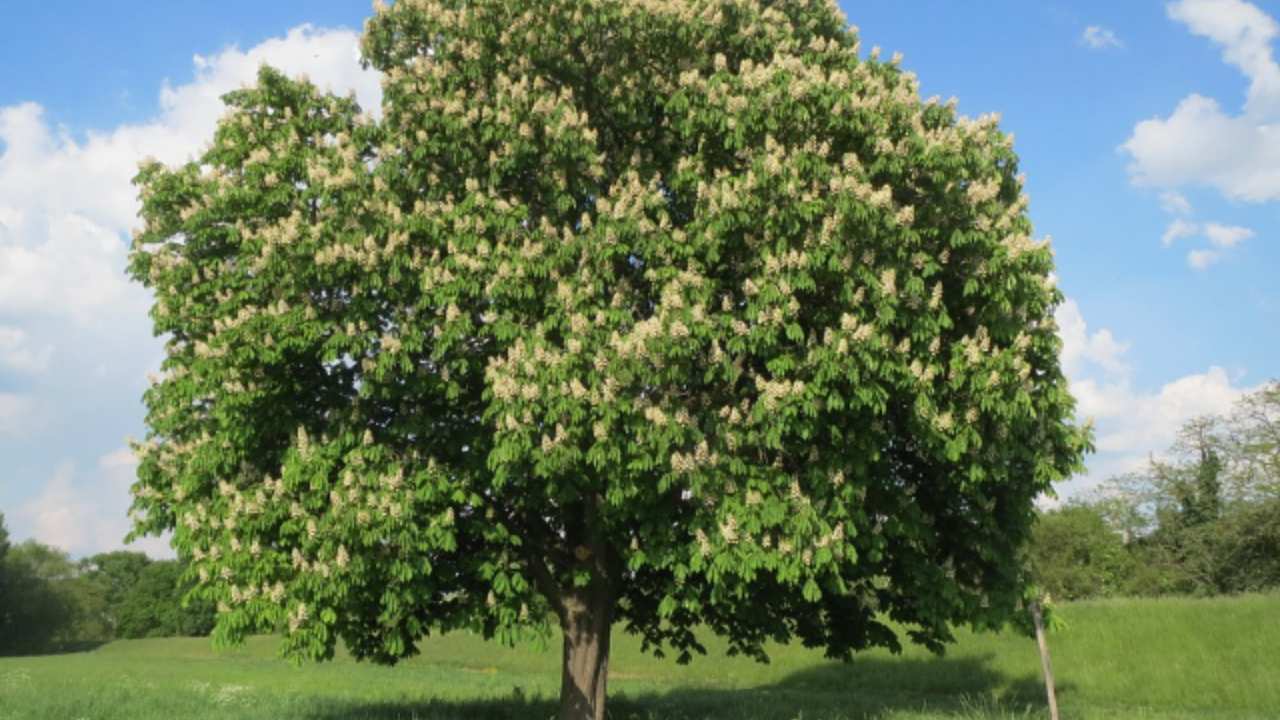 Castagna in tasca contro il raffreddore_ Il rimedio della nonna che stupisce