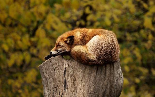 Dormi poco? Ha cattivi effetti sul cervello