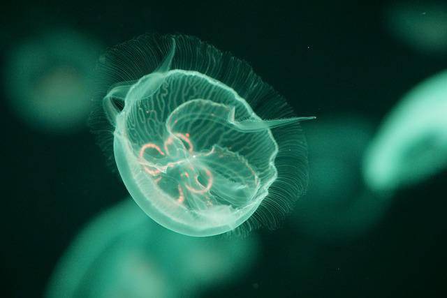 immortalità segreto medusa