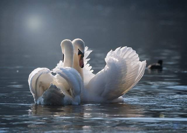 Amore di coppia alle stelle per questi segni