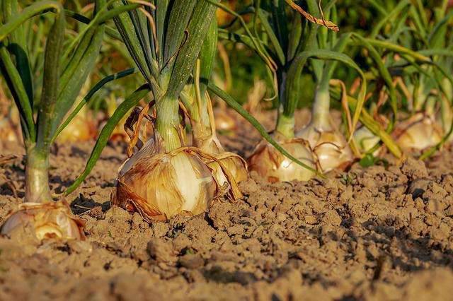 Orto invernale: ecco i trucchi per averlo super produttivo