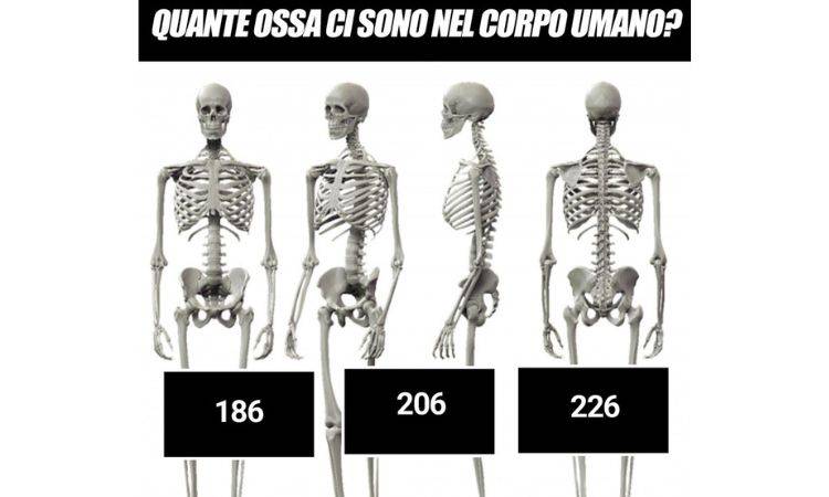 indovinello ossa corpo umano