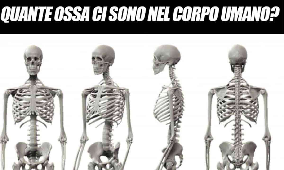 indovinello ossa corpo umano