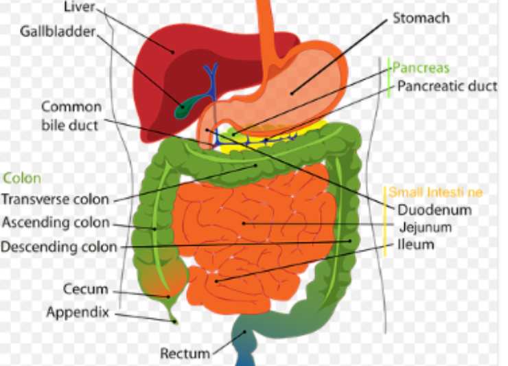 Cancro al pancreas_ il segno comune da non sottovalutare mai