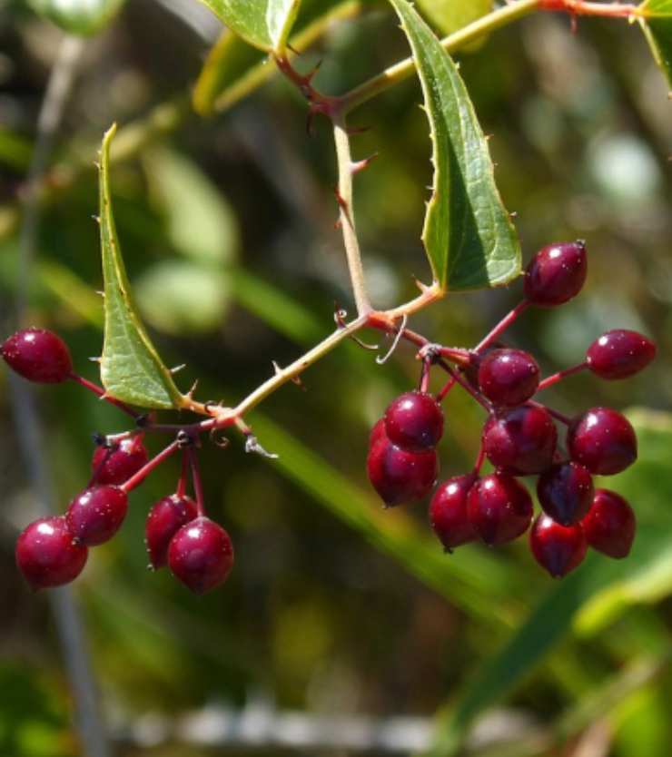 Salsapariglia, una piccola erba rampicante spinosa, dalle bacche rosso vivo. Altamente tossica