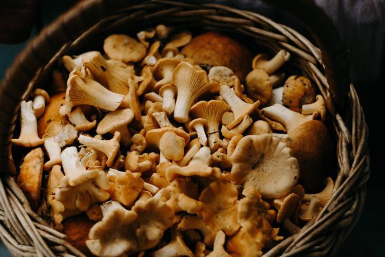 Funghi, metodi di essiccazione (Pexels)