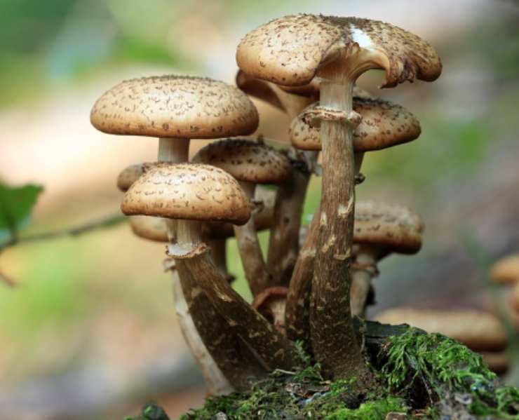 i funghi, in aggiunta alla mandragora, falso gelsomino e cicuta