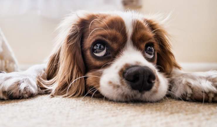 un oggetto d'arredamento in casa, che potrebbe essere molto nocivo per chi ha un cane o un gatto