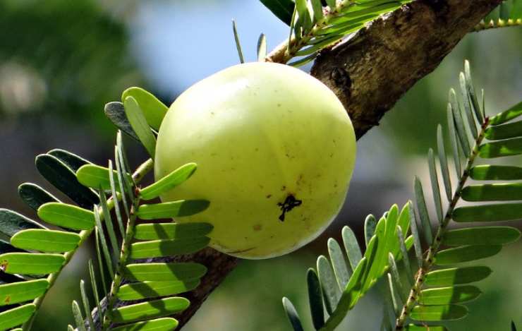 Il succo di Amla promuove la crescita di nuovi capelli