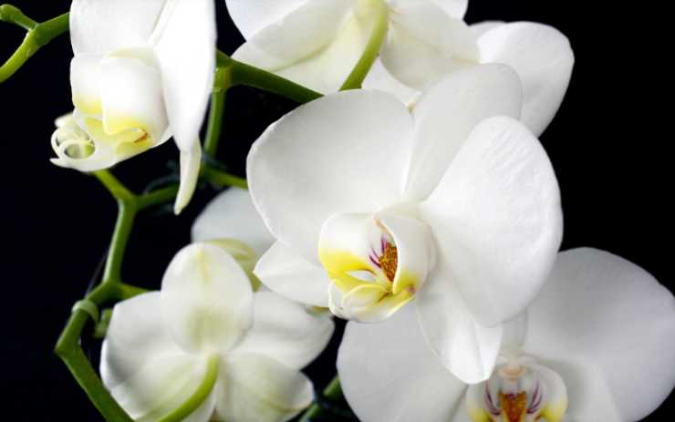 L'Orchidea, preferisce la luce, ma è una pianta tropicale. (pixabay.com) 01-12-2022