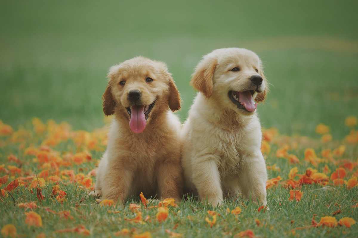 Hai un cane? Le spese veterinarie posso costare moltissimo 