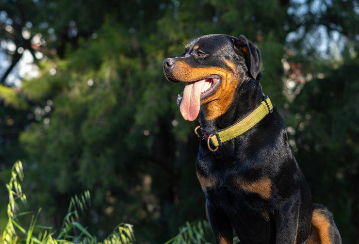 Le razze canine più cagionevoli, gli insospettabili 