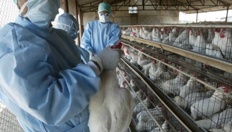 Contagio influenza aviaria