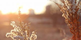 Proteggere le piante dal sole