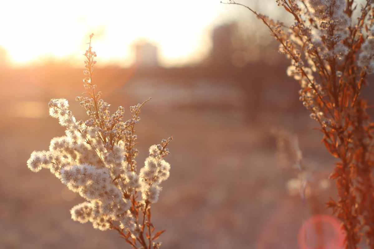 Proteggere le piante dal sole