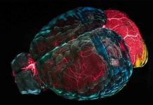 pensiero aiuta mente: attività per cervello giovane