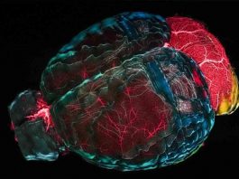 pensiero aiuta mente: attività per cervello giovane