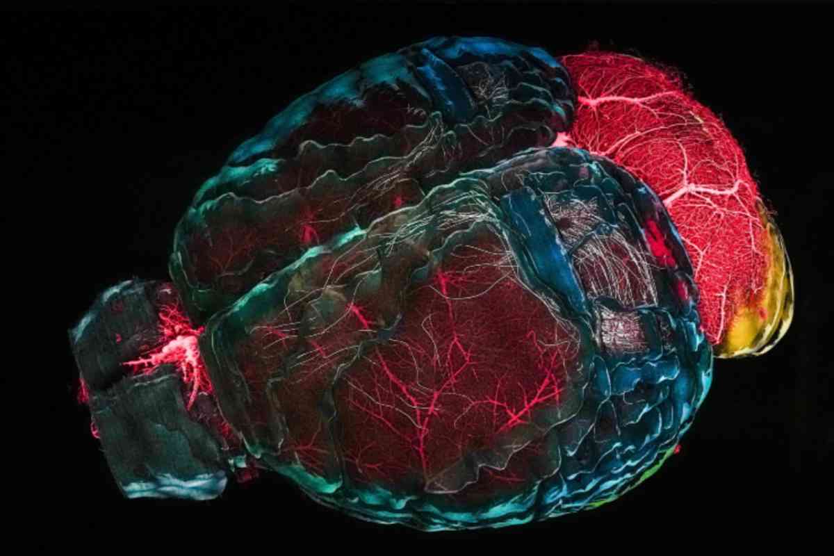 pensiero aiuta mente: attività per cervello giovane