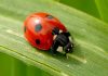 coccinella rossa