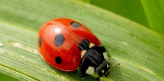 coccinella rossa