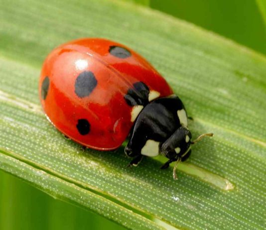 coccinella rossa